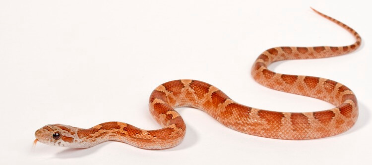 Cute Snake